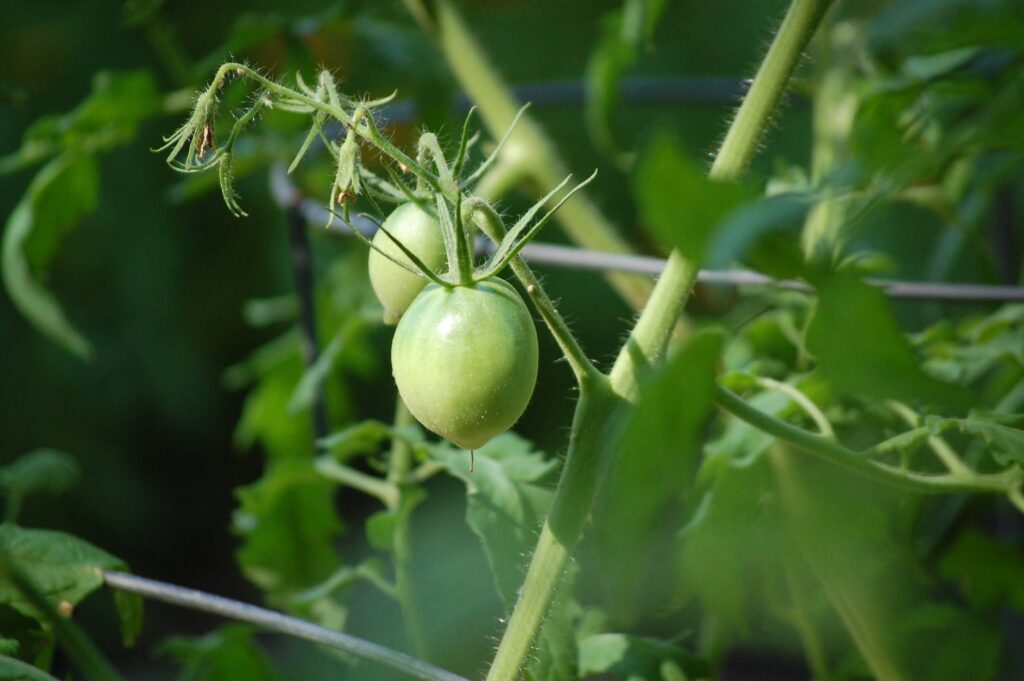 Green tomatoes/tidybrownwren.com